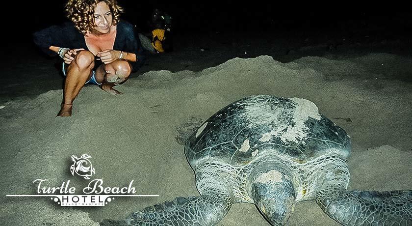 Turtle Beach Hotel Ujunggenteng Phòng bức ảnh